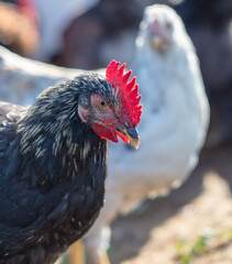 Portrait of a black hen on the farm.