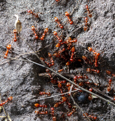 Red ants on the ground.