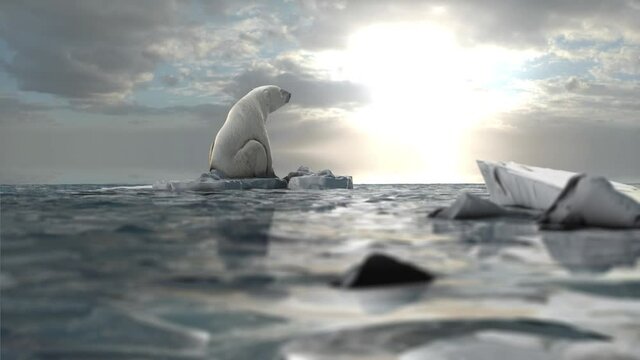Polar bear sitting on last melting iceberg in the ocean
global warming concept, polar bear in extinction danger, sunset view
