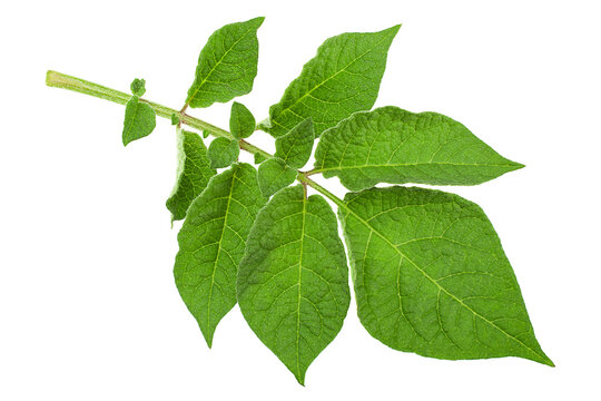 Potato green leaf