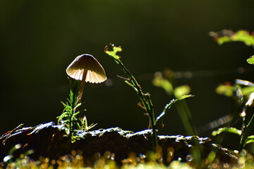 Pilz auf Kiefernzapfen