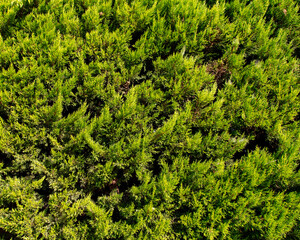 Coniferous tree in a hedge