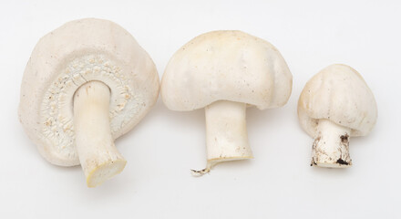 Champignon mushrooms on a white background.