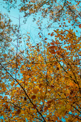 autumn in the forest