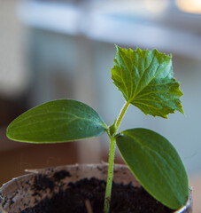 A small green cucumber sprouts in a pot. Blurred background.  Spring gardening. Growing young seedlings of cucumbers in cups. Growing seedlings. Cucumber sprout in a plastic cup on the windowsill