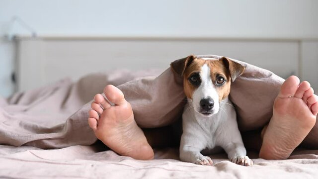 The dog lies with the owner on the bed and looks out from under the blanket. Barefoot woman and jack russell terrier in the bedroom.