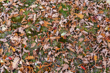 Background of oak leaves and acorns that lie on the ground