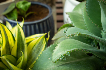 Closeup of cactus succulent plant. Cactus succulents in a garden.