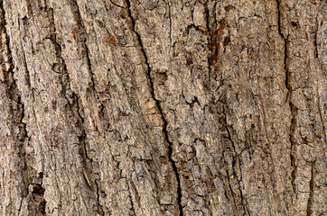 An image tree skin bark old with detail texture and very rough for background and backdrop.
