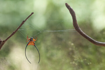 Macracantha, a genus of Asian Orb Weaver Spider