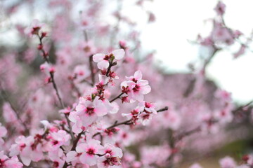 初春の3月に咲くサクラに似ているアーモンドの花