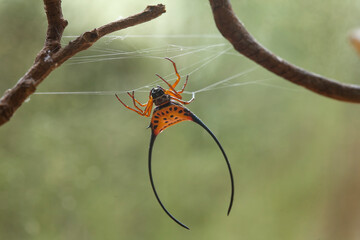 Macracantha, a genus of Asian Orb Weaver Spider