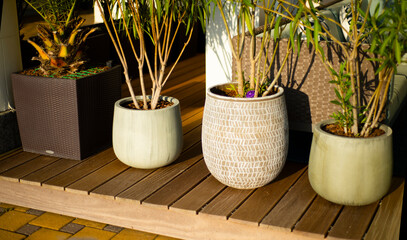 Pots Various with decorative exotic plants. A hedge of flowers in ceramic bowls on a wooden deck.