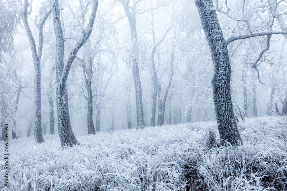 Poster Forest in winter with fog and snow landscape