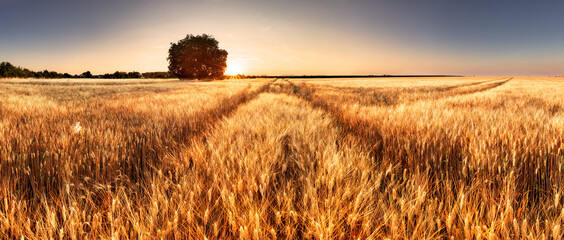 Path in golden wheat field landscape - panorama