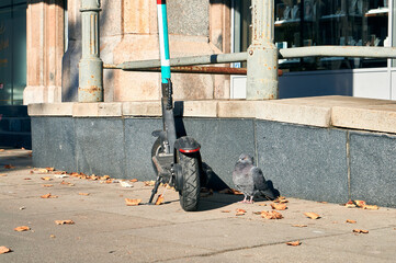 City pigeon sitting next to an electric kick scooter on the street in Warsaw