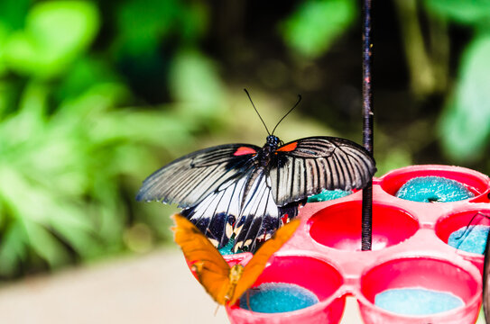 Beautiful Papilo Memnon butterfly on green leaves