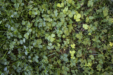 Clovers background