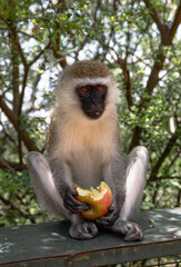 macaque sitting on a tree