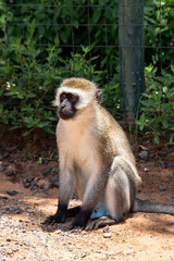 portrait of a macaque
