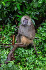 monkey in the tree