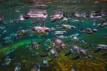 ペンギンの群れ