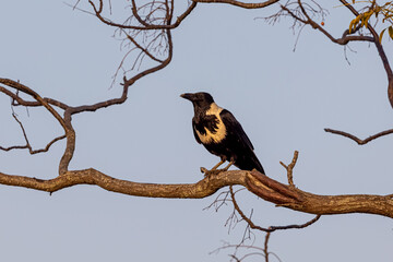Collared Crow (Corvus torquatus) eating fruit in earnly morning sunlight