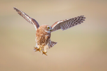 The little owl (Athene noctua) is flying. Colorful nature background.