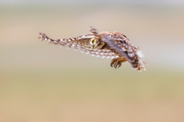 The little owl (Athene noctua) is flying. Colorful nature background.