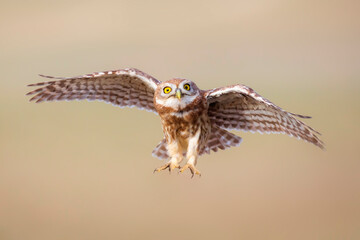 The little owl (Athene noctua) is flying. Colorful nature background.