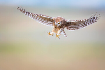 Obraz premium The little owl (Athene noctua) is flying. Colorful nature background.