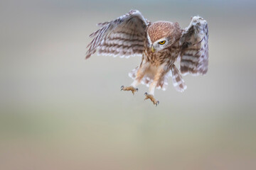 The little owl (Athene noctua) is flying. Colorful nature background.