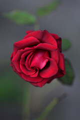 Red rose on nature background