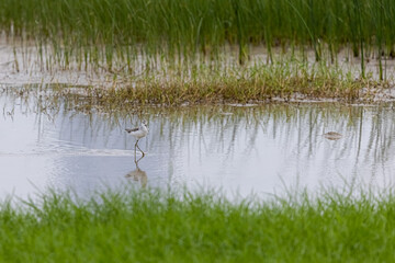 Marsh Sandpiper (Tringa stagnatilis) wading on water
