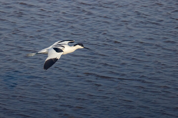 Fototapeta na wymiar Pied Avocet (Recurvirostra avosetta) fly over water