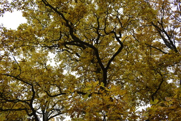 tree in autumn