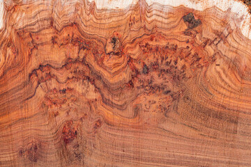 Texture of tree stump for background. Cut tree trunk texture. Wood texture