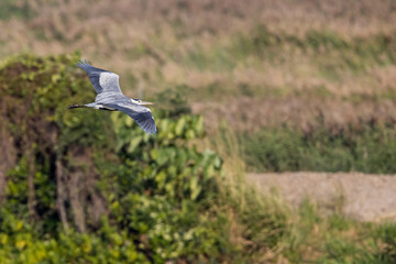 Grey Heron (Ardea cinerea)  flying over wetland