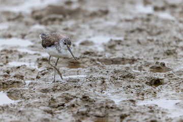 Marsh Sandpiper (Tringa stagnatilis)  seeking food on mudflat