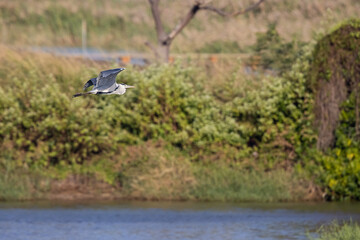 Grey Heron (Ardea cinerea)  flying over wetland