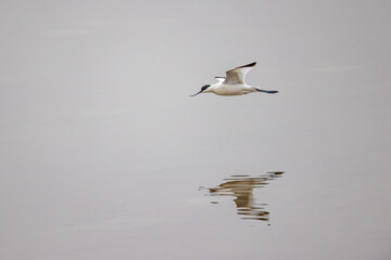 Pied Avocet (Recurvirostra avosetta)  fly over water
