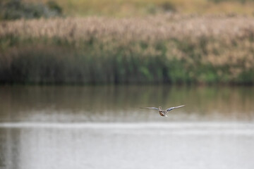 Northern shoveler (Anas clypeata)  flying over wetland