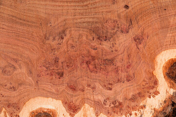 Texture of tree stump for background. Cut tree trunk texture. Wood texture