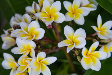 Plumeria flowers (Magnolia champaca) in the garden, blurred background