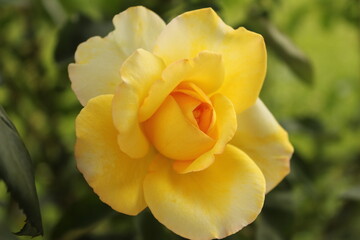 yellow rose