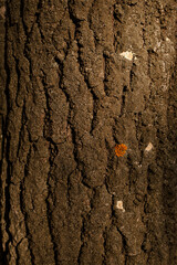 Texture of tree bark in sunlight