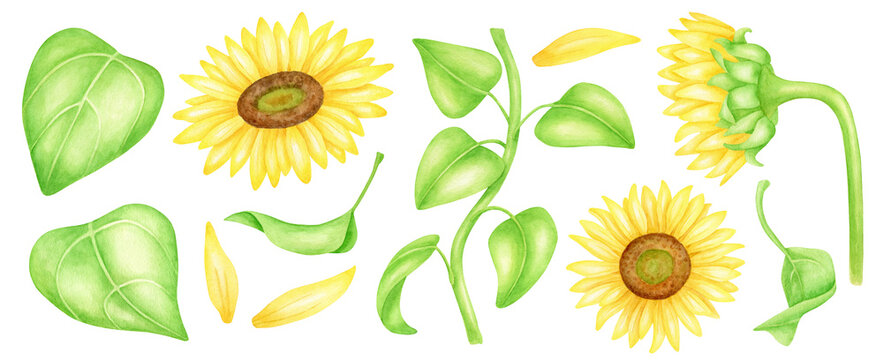 Watercolor sunflowers set. Hand painted bright yellow flowers, leaves, petals and stem isolated on white background. Blooming agriculture plants. Botanical illustration for cards, design, print