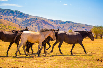 Horses gallop over mountains and hills. A herd of horses grazes in the autumn meadow. Livestock concept, with place for text.