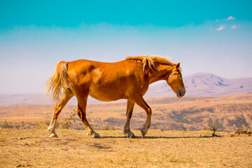 Horses gallop over mountains and hills. A herd of horses grazes in the autumn meadow. Livestock...