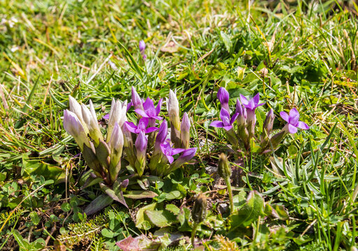 Field gentian (Gentianella campestris) growing on the alps mountains